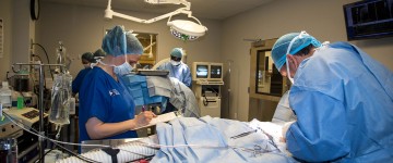 Image: Both Dr. Curcio and Dr. Oshin performing surgery with surgical technicians monitoring anesthesia and vital signs.