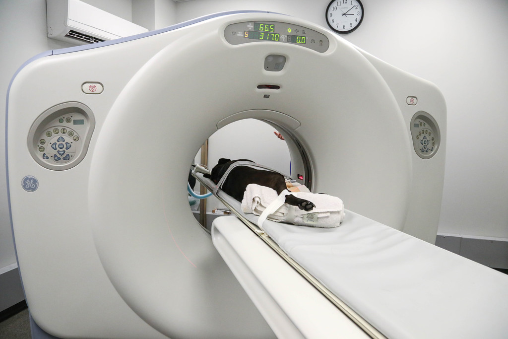 what is a ct scan for dogs