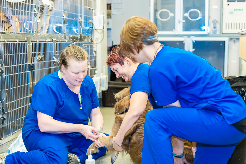 Veterinary Technicians