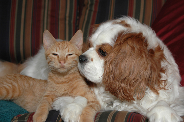 Cats and Dogs: Do They Get Along?