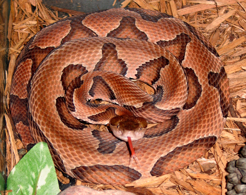 timber rattlesnake bite