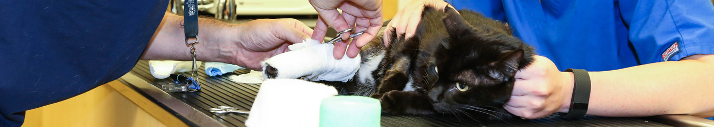 Image: North Georgia Veterinary Specialists